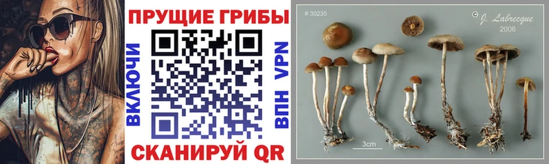 ОМГ ОМГ ONION  Коммунар  Псилоцибиновые грибы Cubensis 